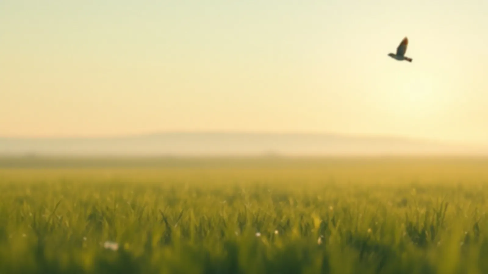 Soft morning light over an open field, the WalletLark way to ask for $100 to $5,000